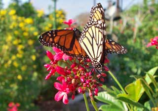 Texas Botanical Garden