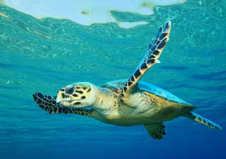 texas-state-aquarium